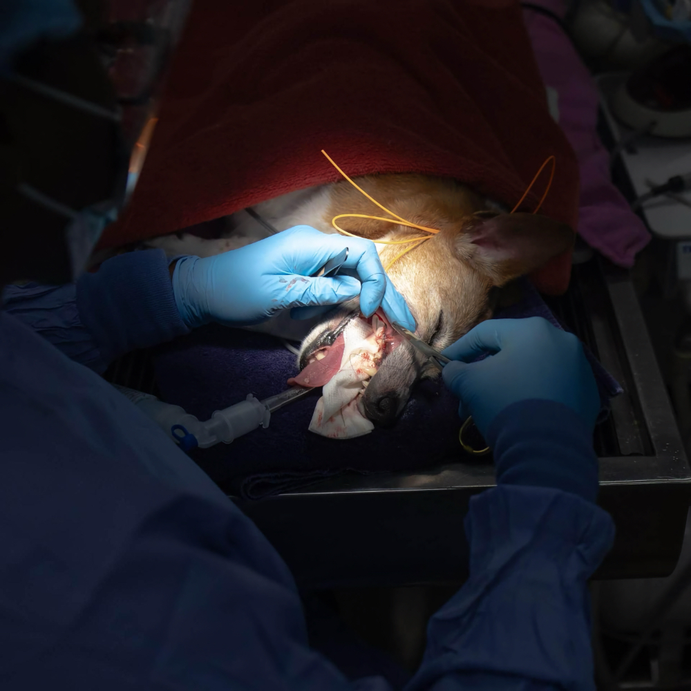 Pet Dental Services in Harrisburg