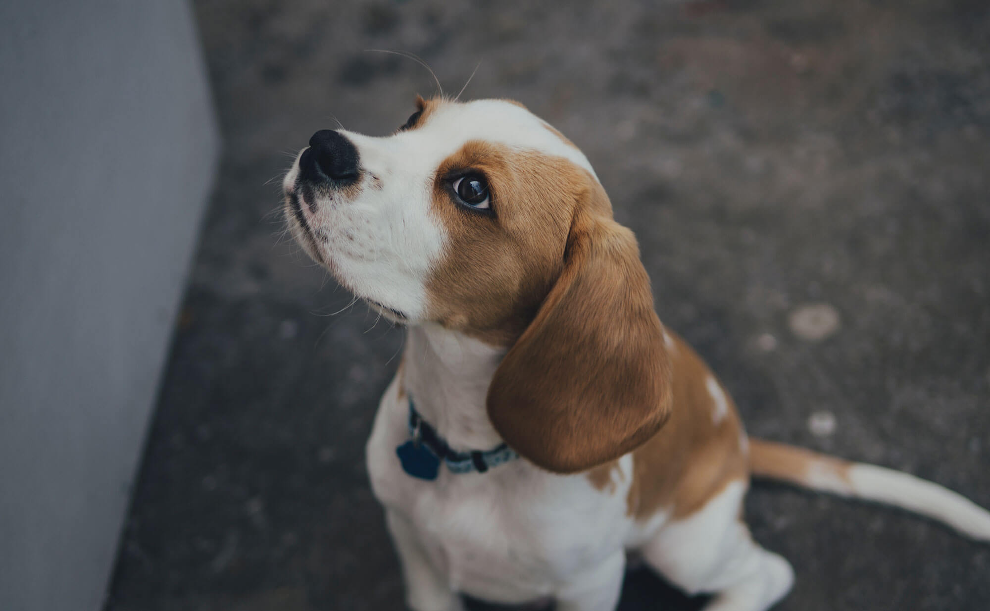 Veterinary Clinic in Harrisburg