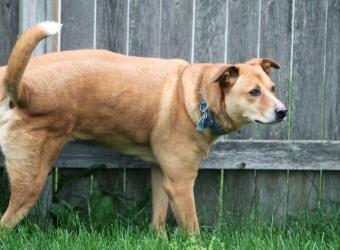 Bladder Stones in Dogs: Symptoms, Treatment, Removal, and Prevention